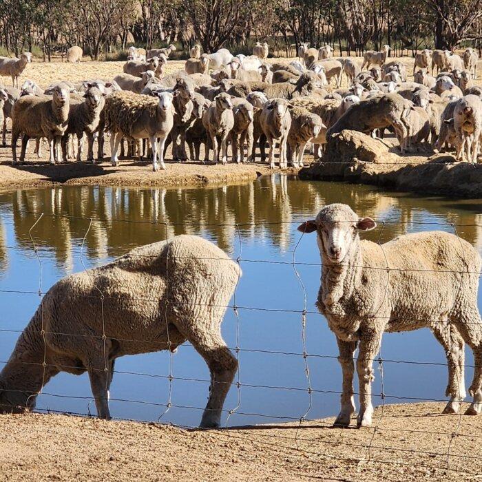Farmers Warn Regions to Face Multi-Million Dollar Losses Due to Sheep Export Ban