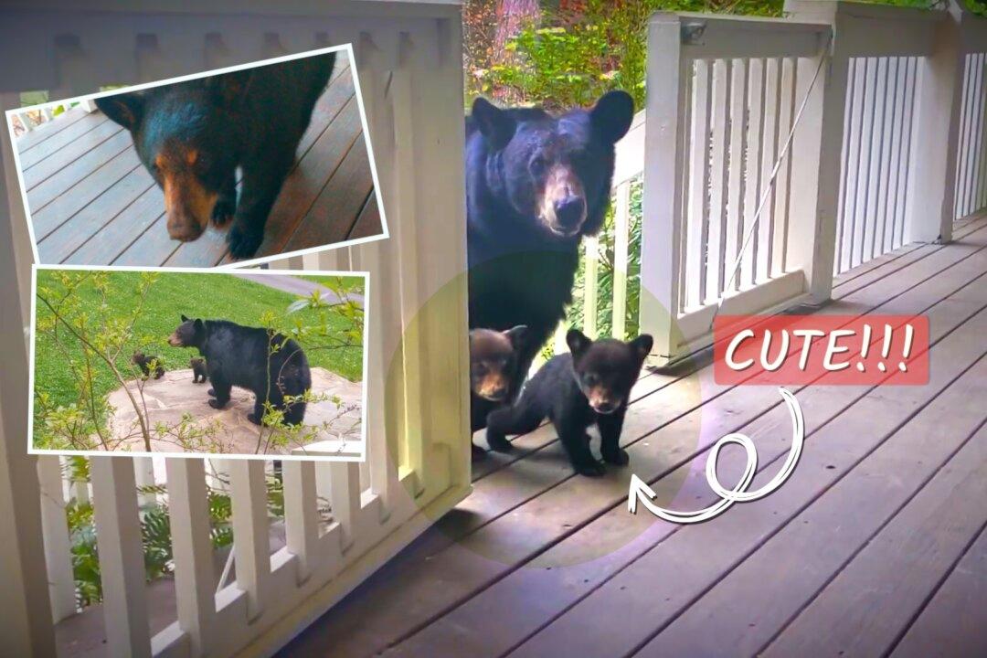 Mother Bear Brings Her First Litter of Cubs to Visit a Man’s House