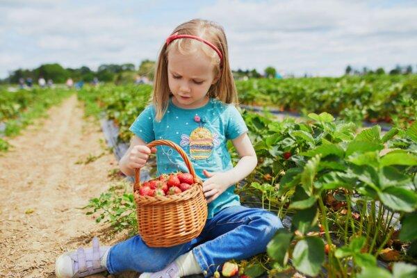 6 of the Best Places in Ontario for Strawberry Picking